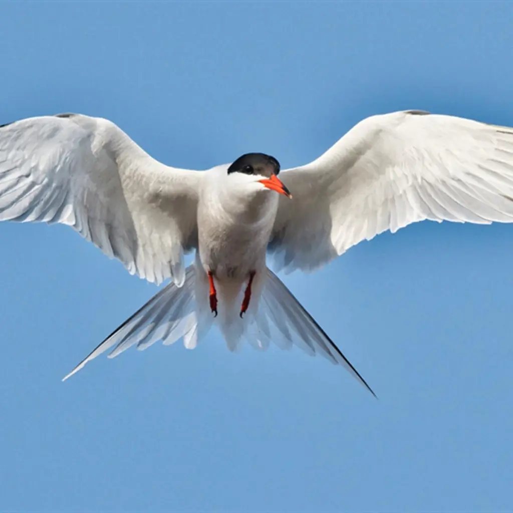 Barry Yates: How To Take Better Bird Photos