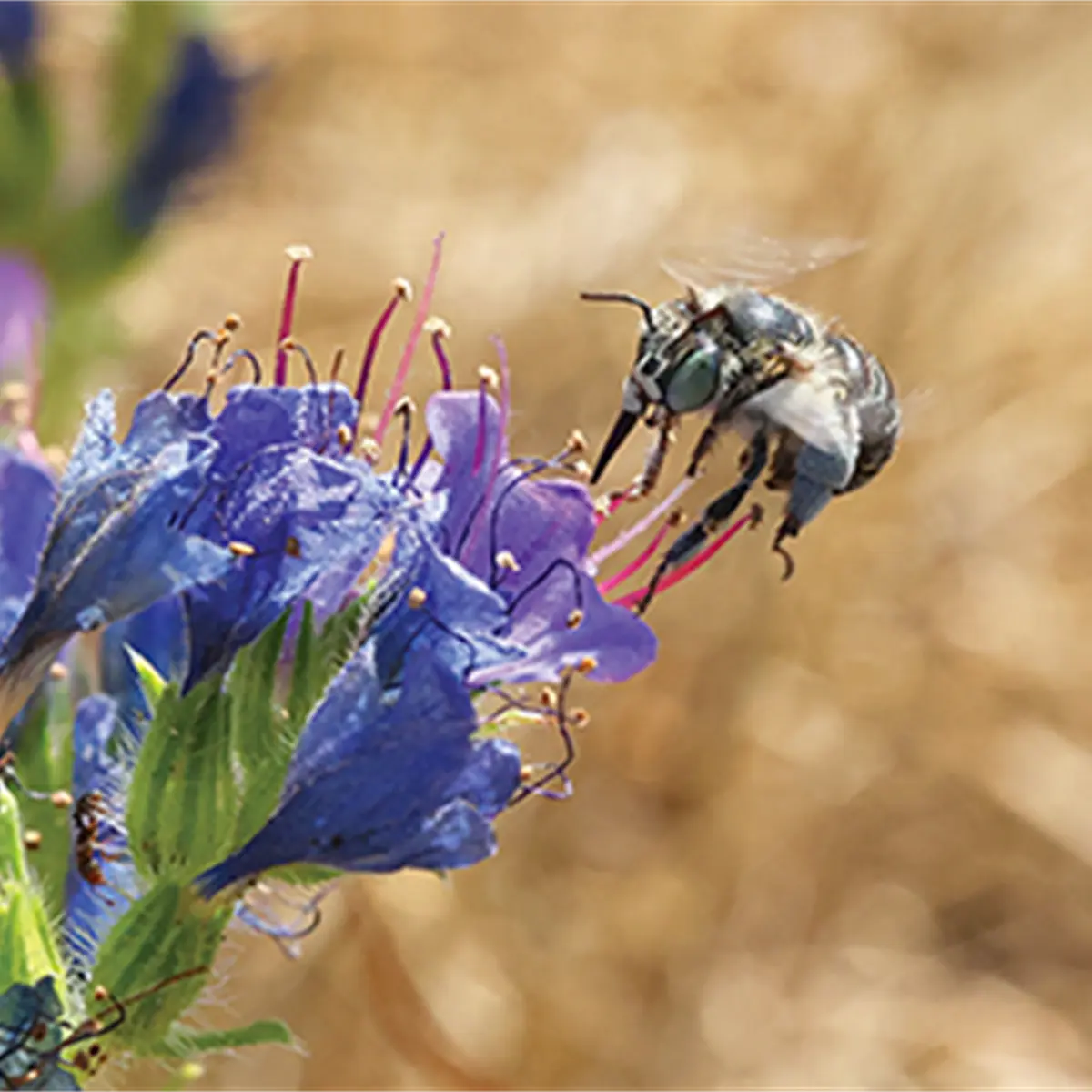 Jillian Eldridge & Louisa Crispin: It's All About The Bees